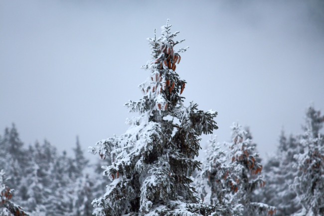 Skitouring Jezerní hora, Špičák, Železná Ruda, Šumava