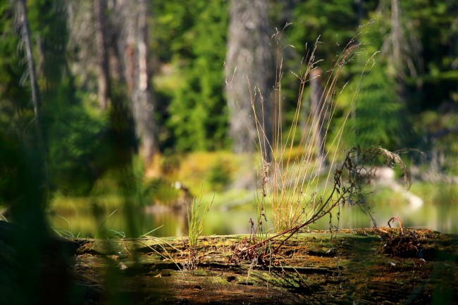 Cyklovýlet na Šumavu, Březník, Modrava, Laka