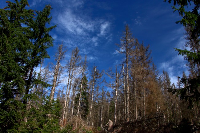 Cyklo výlet na Poledník, Kvildské pláně, Šumava