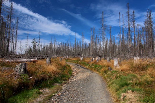 Cyklo výlet na Poledník, Kvildské pláně, Šumava