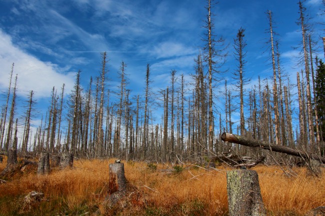 Cyklo výlet na Poledník, Kvildské pláně, Šumava