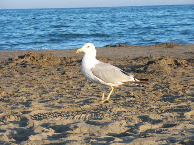 Punta Sabbioni, Benátsko, Itálie, Severní Itálie, Benátsko 