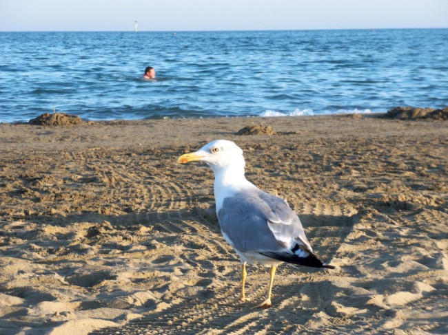 Punta Sabbioni, Benátsko, Itálie, Severní Itálie, Benátsko 