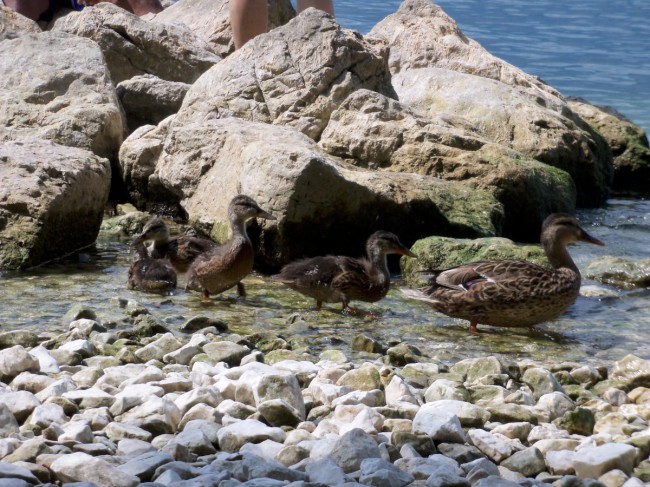 Malcesine, Castello Scaligero, jezero Lago di Garda, Severní Itálie