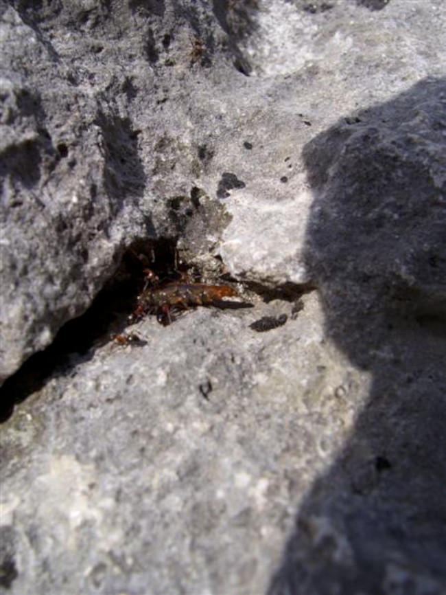 Lezení na skalách v oblasti Rovereto, Crosano, Itálie, Dolomity, Brenta