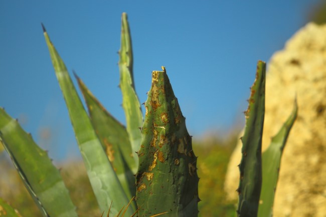 Lezení v oblasti Għar Lapsi, ostrov Malta