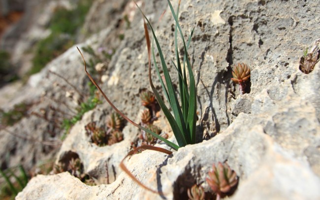 Lezení v oblasti Għar Lapsi, ostrov Malta