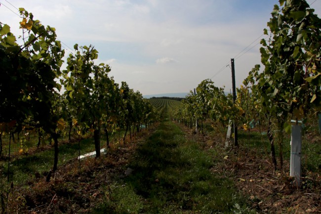 Stolová hora, Sirotčí hrad, Klentnice, Pálava, Jižní Morava