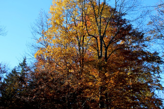 Velký Falkenstein, Bavorský les, Německo