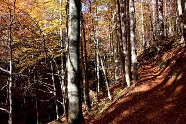 Velký Falkenstein, Bavorský les, Německo