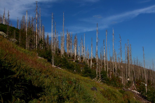 Kamenné moře, Bavorský les, Německo, Šumava, Jižní Čechy