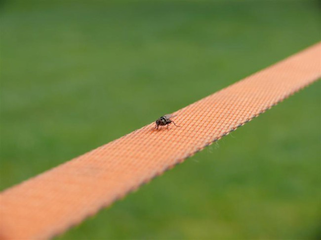 Slackline akce v Borském parku, Plzeň