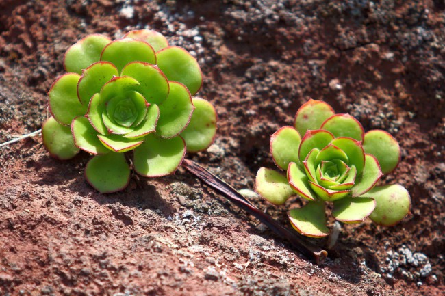 Výlet pohořím Macizo de Anaga, Tenerife, Kanárské ostrovy