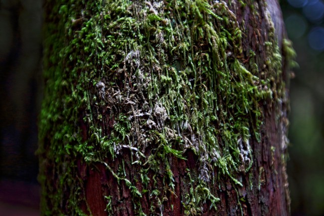 Výlet pohořím Macizo de Anaga, Tenerife, Kanárské ostrovy