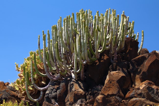 Punta de Teno, Tenerife, Kanárské ostrovy, Španělsko