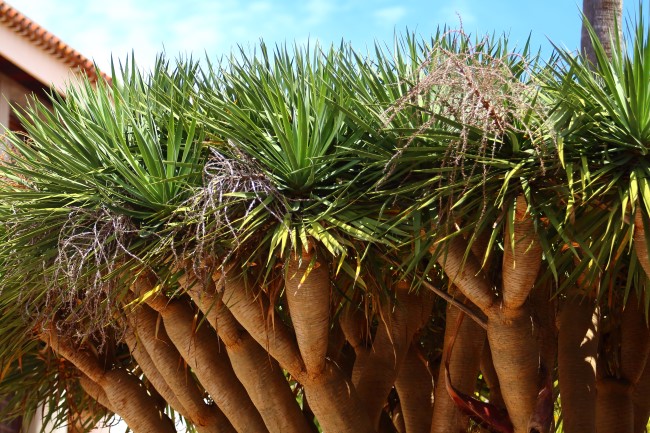 San Cristóbal de La Laguna, Tenerife, Kanárské ostrovy