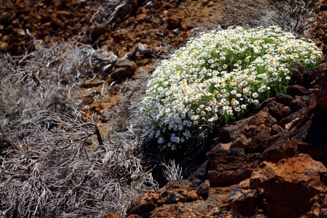 Výstup na sopku Pico Viejo, Tenerife, Kanárské ostrovy, Španělsko