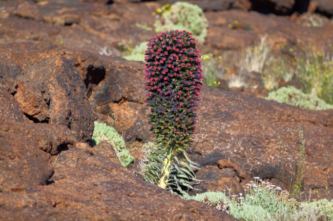 Výstup na sopku Pico Viejo, Tenerife, Kanárské ostrovy, Španělsko