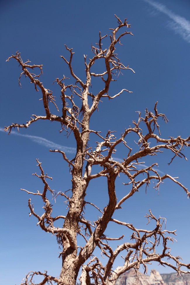 Skeleton point, South Kaibab Trail, Grand Canyon, Arizona, USA