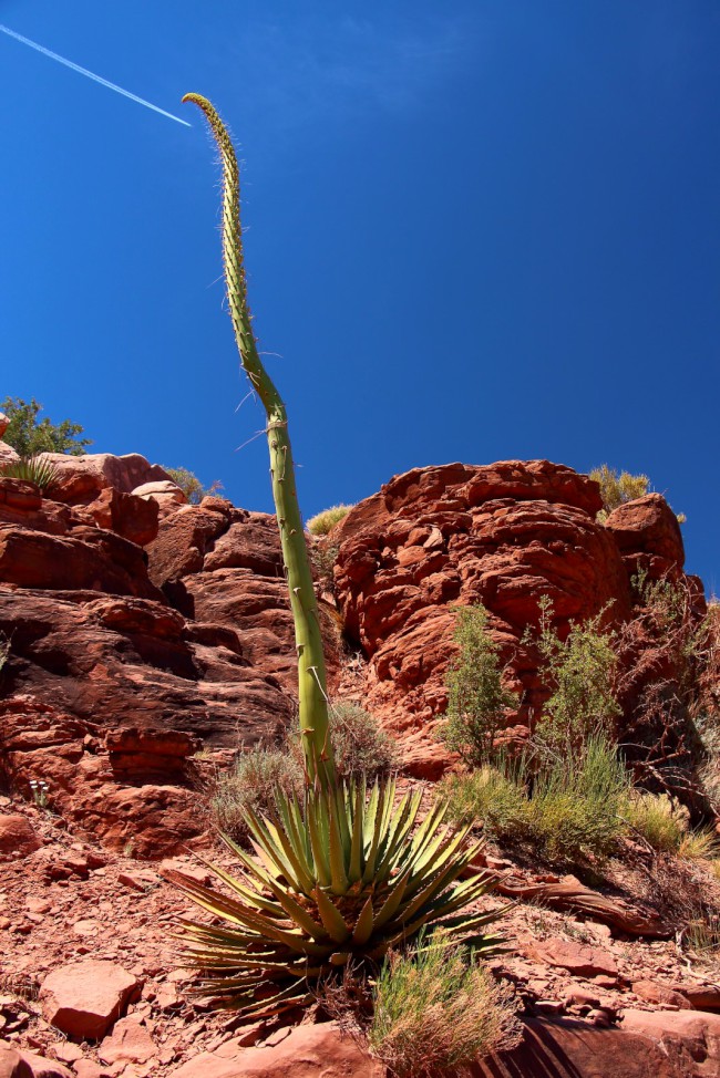 Skeleton point, South Kaibab Trail, Grand Canyon, Arizona, USA