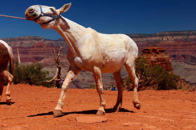 Cedar Ridge, South Kaibab Trail, Grand Canyon, Arizona, USA