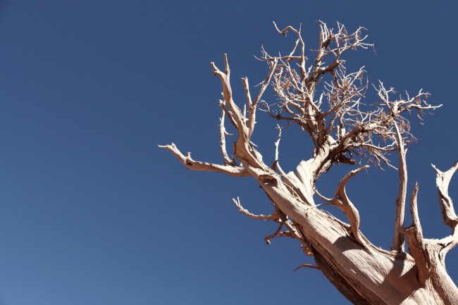 South Kaibab Trailhead, Ooh Aah point, Grand Canyon, Arizona, USA