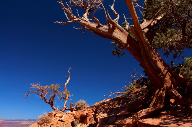 South Kaibab Trailhead, Ooh Aah point, Grand Canyon, Arizona, USA