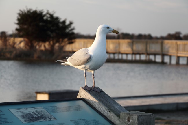 Assateague státní park, Maryland, Spojené státy americké