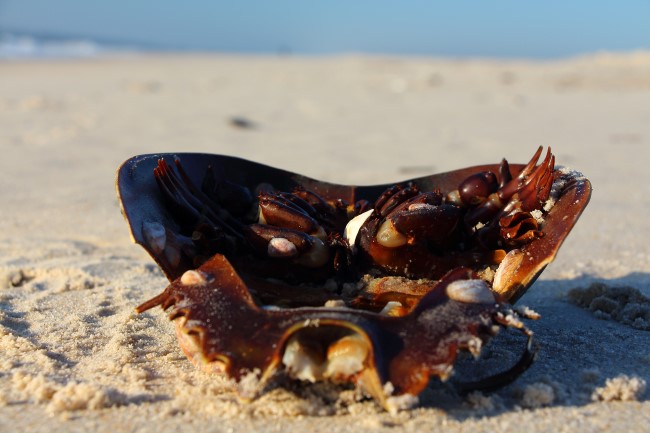 Assateague státní park, Maryland, Spojené státy americké