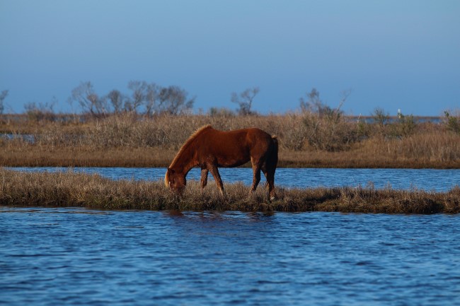 Assateague státní park, Maryland, Spojené státy americké