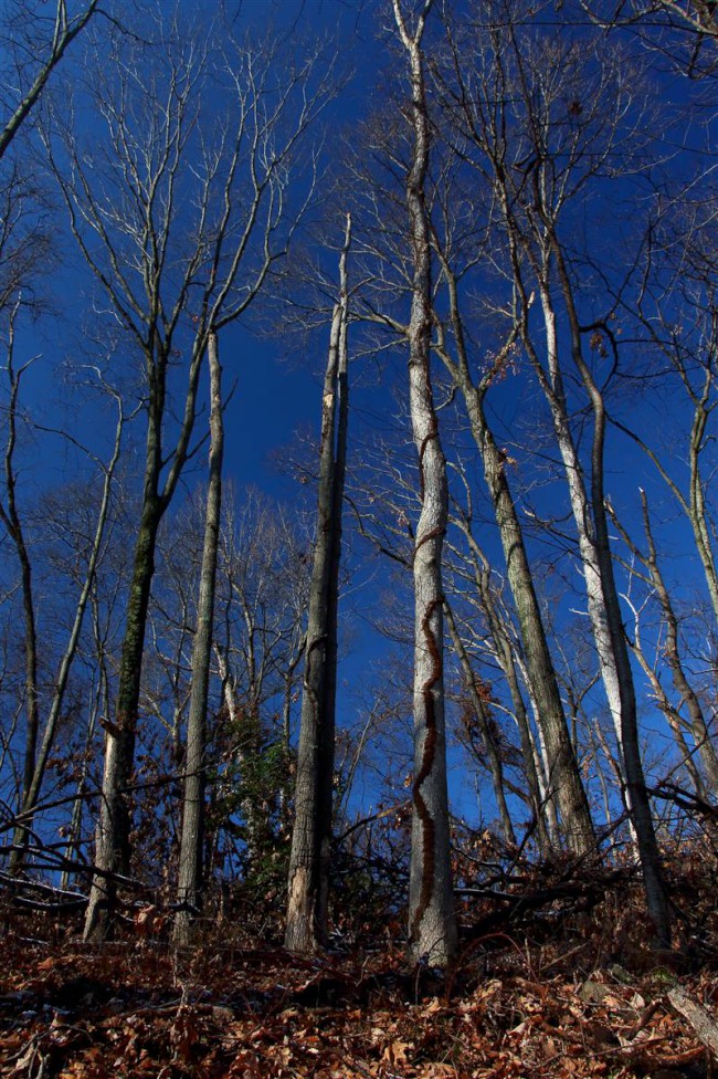 Rock Creek regionální park, Needwood, Rockvile, Maryland, Spojené státy americké (USA)