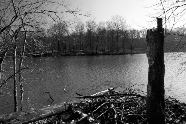 Rock Creek regionální park, Needwood, Rockvile, Maryland, Spojené státy americké (USA)