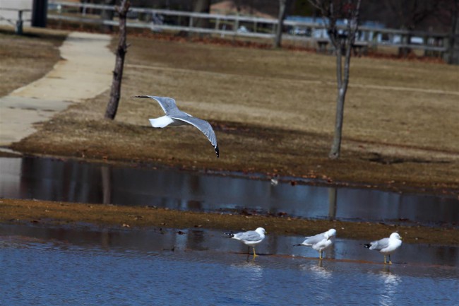 Jižní pláž, Sandy Point státní park, Maryland, Spojené státy americké (USA)