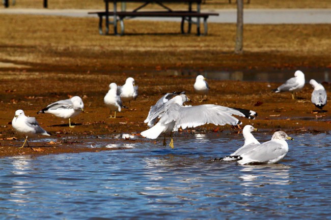 Jižní pláž, Sandy Point státní park, Maryland, Spojené státy americké (USA)