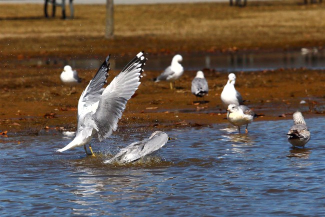 Jižní pláž, Sandy Point státní park, Maryland, Spojené státy americké (USA)