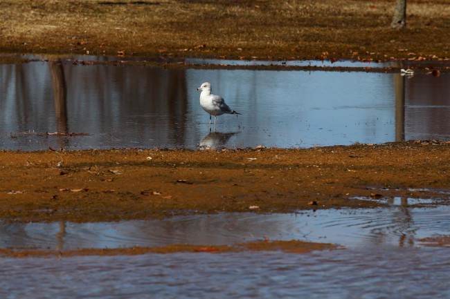 Jižní pláž, Sandy Point státní park, Maryland, Spojené státy americké (USA)