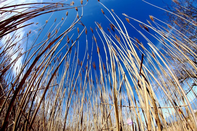 Východní pláž, Sandy Point státní park, Maryland, Spojené státy americké (USA)