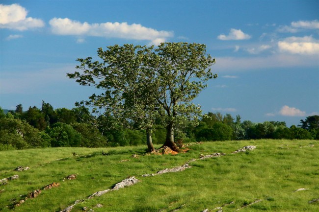 Antietam národní bitevní pole, Sharpsburg, Maryland, USA