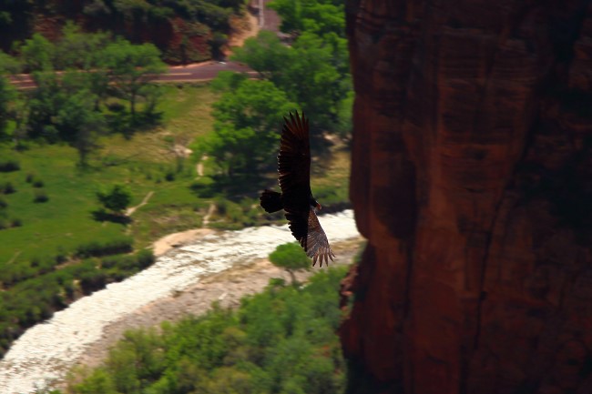 Výstup Angels landing trail, Zion národní park, Utah, USA