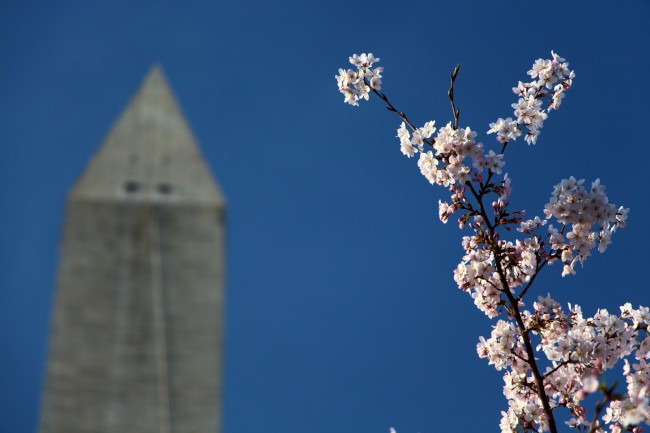 Festival třešňových květů (Cherry Blossom Festival) Washington D.C., USA