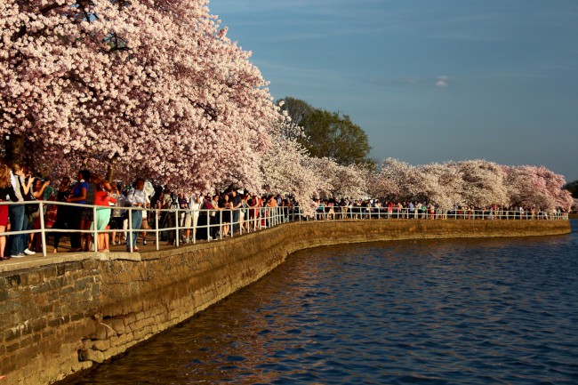 Festival třešňových květů (Cherry Blossom Festival) Washington D.C., USA