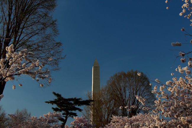 Festival třešňových květů (Cherry Blossom Festival) Washington D.C., USA