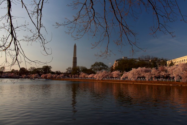 Festival třešňových květů (Cherry Blossom Festival) Washington D.C., USA