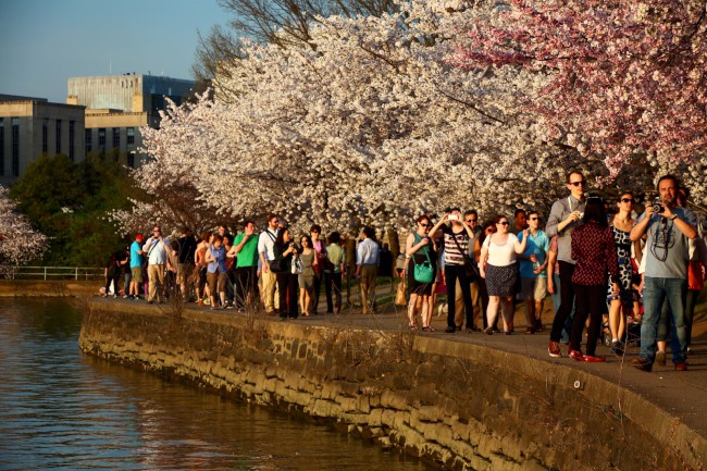 Festival třešňových květů (Cherry Blossom Festival) Washington D.C., USA