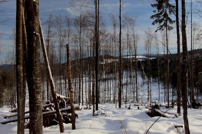 Rudská křižovatka, Bukovina, Gerlova Huť, Běžecké lyžování, Šumava