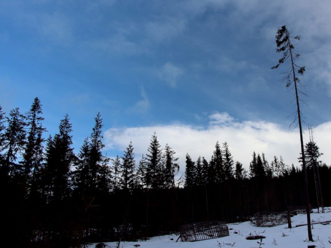 Výstup na horu Poledník, Prášily, Běžecké lyžování, Šumava