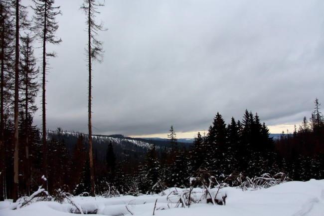 Výstup na horu Poledník, Prášily, Běžecké lyžování, Šumava