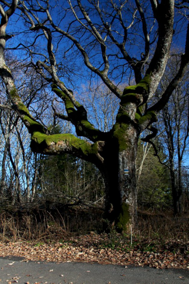 Hůrecké údolí, Stará Hůrka, Šumava, Západní čechy