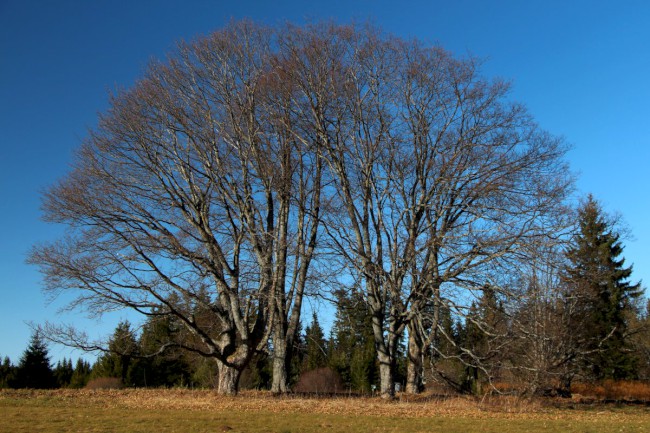 Hůrecké údolí, Stará Hůrka, Šumava, Západní čechy