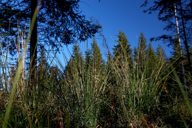 Hůrecké údolí, Stará Hůrka, Šumava, Západní čechy